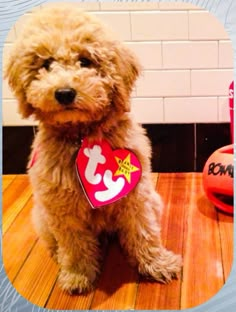 a small dog sitting on top of a wooden floor next to a red and white heart