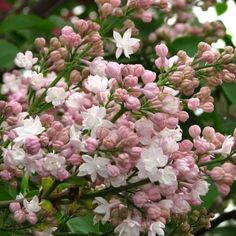 pink and white flowers are blooming on the tree