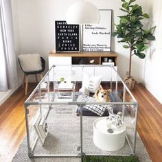 a dog is sitting on the floor in front of a glass coffee table with shelves