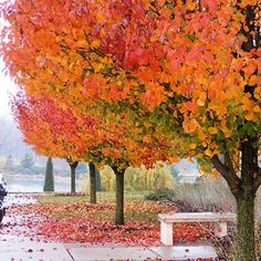 a motorcycle parked next to a tree with red and yellow leaves on it's ground