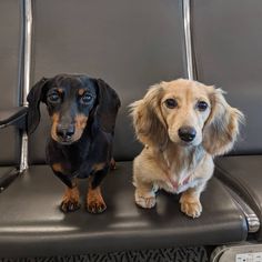 two dogs sitting on top of a black leather chair next to each other in front of a gray wall