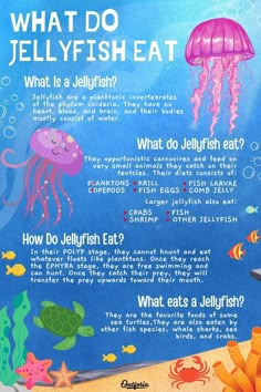 what do jellyfish eat? poster with information about the different types of jellyfish