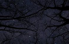 the night sky is filled with stars and trees