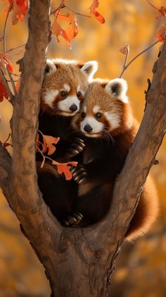 two red pandas sitting in the branches of a tree with autumn leaves on it