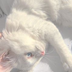 a white cat laying on its back with it's paws up to the camera