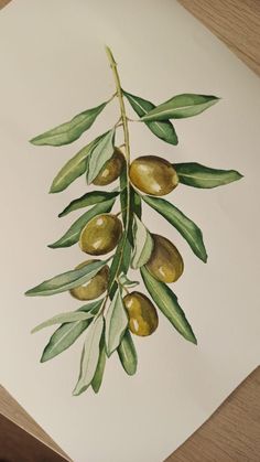 олива акварель, ветвь оливы акварелью Olive Painting Art, Olive Watercolor Painting, Olives Drawing, Olives Painting, Dope Paintings, Olive Drawing, Olive Tree Art, Olive Painting, Olives Watercolor