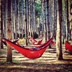 two hammocks are hanging in the woods