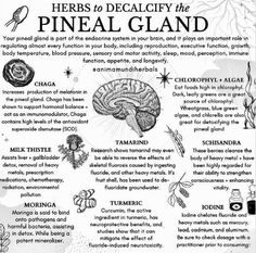 Medical Herbs, Magia Das Ervas, Magic Herbs, Frosé, Gotu Kola, Pineal Gland, Herbal Apothecary, Natural Healing Remedies, Healing Plants