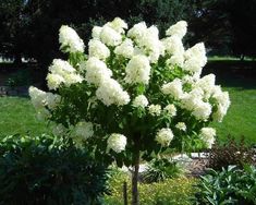 white flowers are growing in the middle of a garden