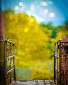 a wooden walkway leading to a lush green forest with bright yellow trees in the background