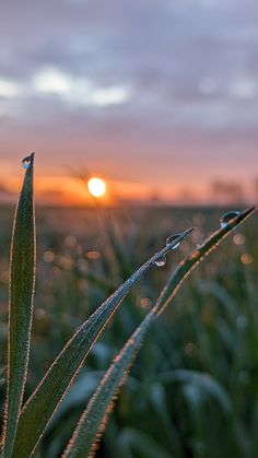 the sun is setting behind some grass with drops of water on it's leaves