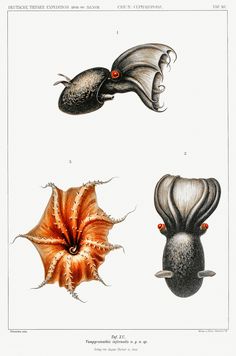 three different types of sea animals are depicted in this illustration, one is orange and the other is brown