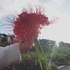 a person holding a large red flower in their hand with the sun shining behind them