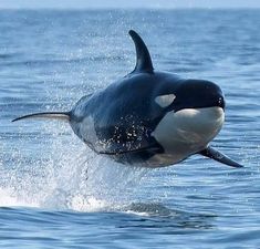 an orca jumping out of the water