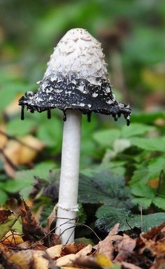 a small white mushroom sitting on the ground