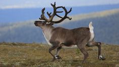 a deer with antlers is walking in the grass