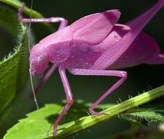 a pink bug sitting on top of a green leaf