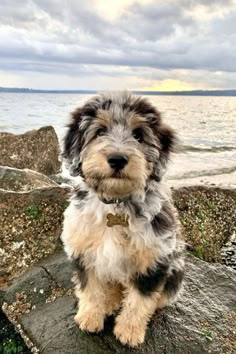 a dog sitting on top of a rock near the ocean