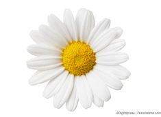 a white daisy with yellow center on a white background