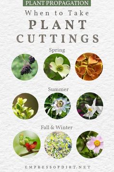 Examples of plants you can take cuttings from in spring, summer, and fall. Grow Honeysuckle, Clematis Care, Hillside Gardening, Plants From Cuttings, Seasonal Calendar, Propagate Plants, Gardening Crafts, Growing Sweet Potatoes, Summer Plant