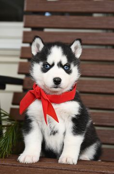 a small black and white puppy with a red ribbon around its neck sitting on a bench