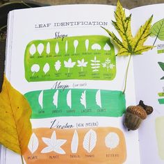 an open book with leaf identification on it