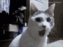 a white cat sitting on top of a table