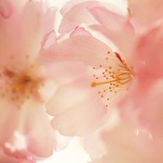 pink flowers with yellow stamens in the center