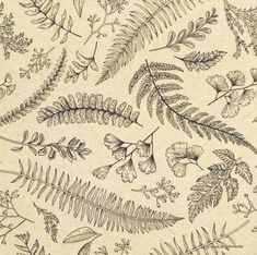 a drawing of leaves and ferns on paper with inking technique by artist julia smith