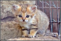 a small kitten sitting on top of a rock next to a metal cage and looking at the camera