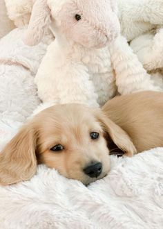 a puppy laying on top of a white blanket next to a stuffed animal bunny rabbit