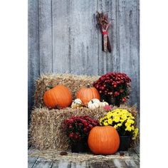 pumpkins and flowers sitting in front of a wooden wall with hay bales on it