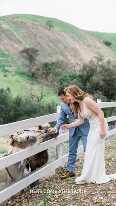 a bride and groom petting a donkey on the nose