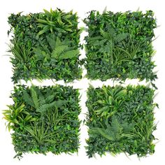 four green plants are arranged in the shape of squares