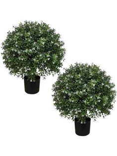 two black potted plants with white flowers on each plant and one green bush in the middle