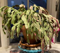 a large potted plant sitting on top of a blue plate next to a window