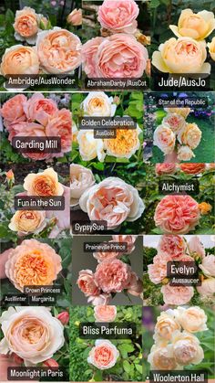 many different types of flowers with names on them