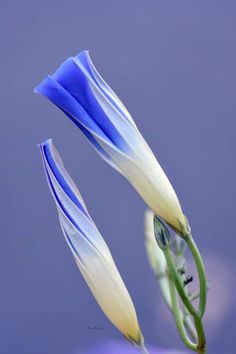 two blue and white flowers with green stems in front of a gray background, close up