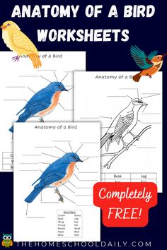 the anatomy of a bird worksheet is shown in three different colors and sizes