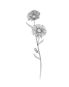 Aster Flower Sketch, Aster Flower Line Drawing, September Flower Drawing, Birth Flower September Tattoos, Aster Drawing Simple, September Birth Flower Drawing, Asher Flower Tattoo, Aster Line Drawing, Aster Line Art