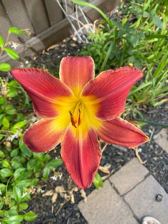 a red and yellow flower in the middle of some plants