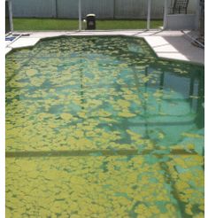 an empty swimming pool with green algae growing on the bottom and yellow algae in the middle