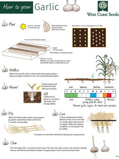 an info sheet describing how to grow garlic and what it's good for the garden