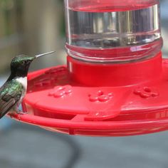 a hummingbird sitting on top of a red bird feeder