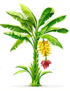 a banana tree with flowers and green leaves on a white background stock photo - image