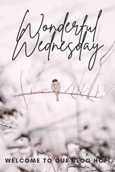 a small bird sitting on top of a branch with the words wonderful wednesday written above it