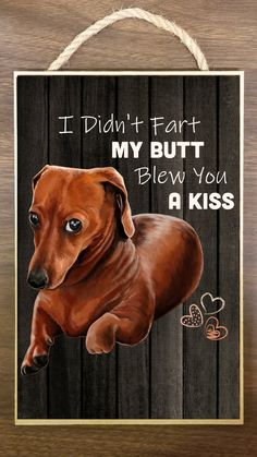 Arte Dachshund, Funny Dog Signs, Kiss Funny, Dachshund Funny, Dachshund Art, Dachshund Mom, Funny Animal Photos, Dachshund Gifts, Wiener Dogs