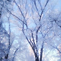 the trees are covered in ice and snow