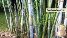 there are many tall bamboo trees in the yard