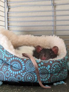 a rat curled up in a blue and white bed